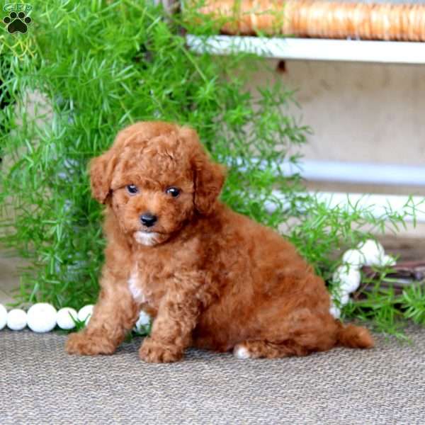 Poppy, Miniature Poodle Puppy