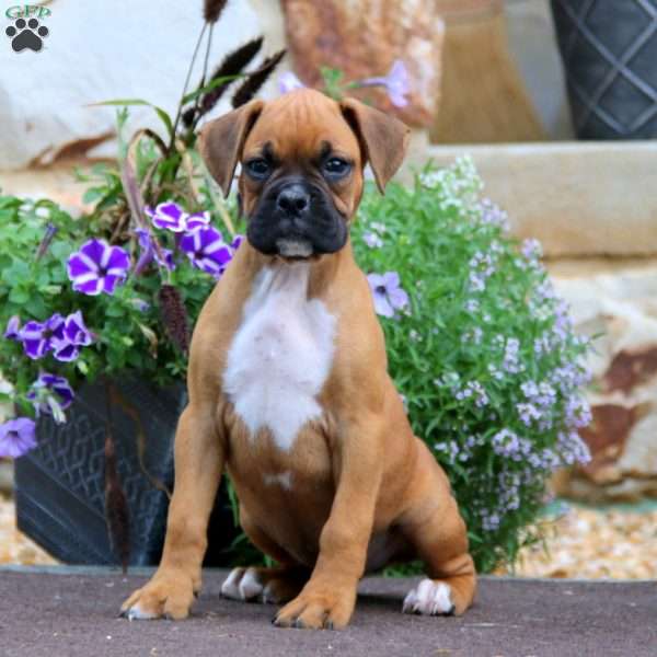 Poppy, Boxer Puppy