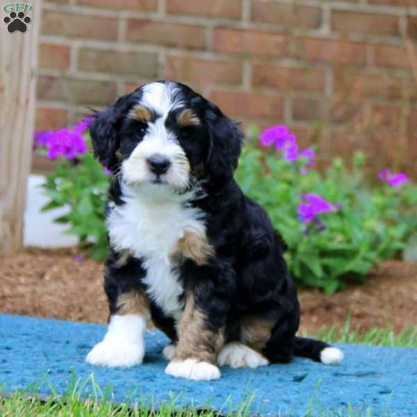 Poppy, Mini Bernedoodle Puppy