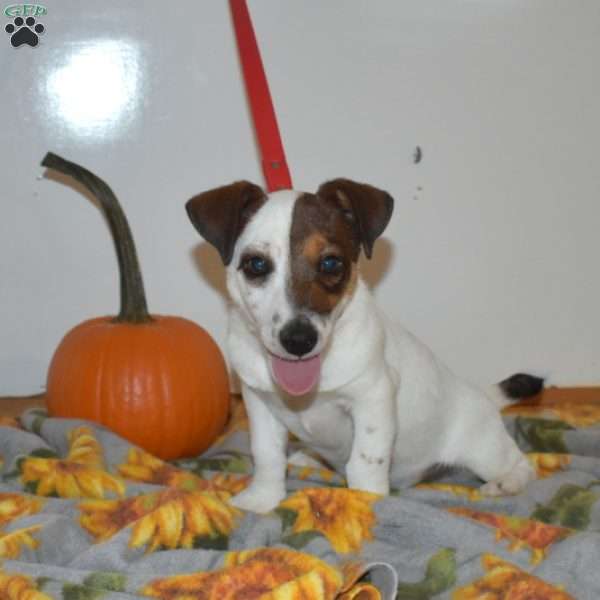 Porter, Jack Russell Terrier Puppy