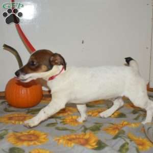 Porter, Jack Russell Terrier Puppy