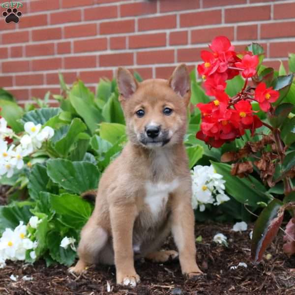 Porter, Shiba Inu Puppy