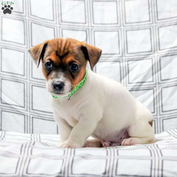 Power, Jack Russell Terrier Puppy