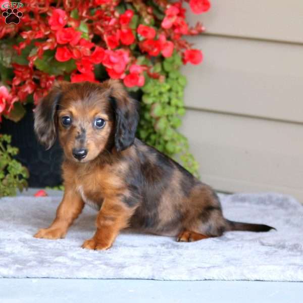 Precious, Dachshund Puppy