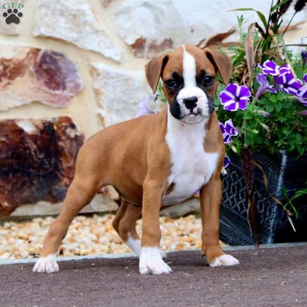 Precious, Boxer Puppy