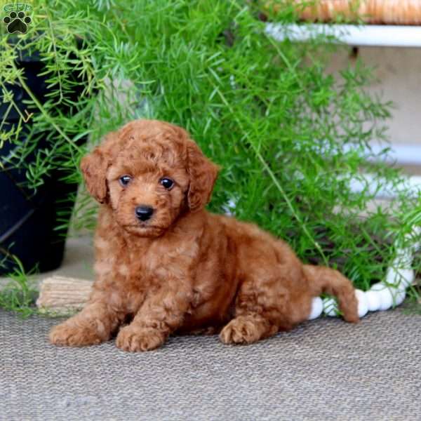 Precious, Miniature Poodle Puppy