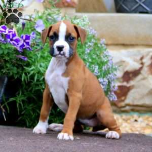 Precious, Boxer Puppy