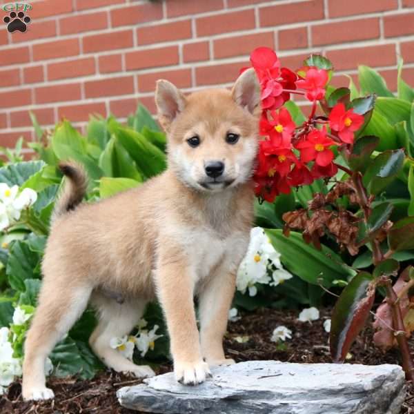 Preston, Shiba Inu Puppy