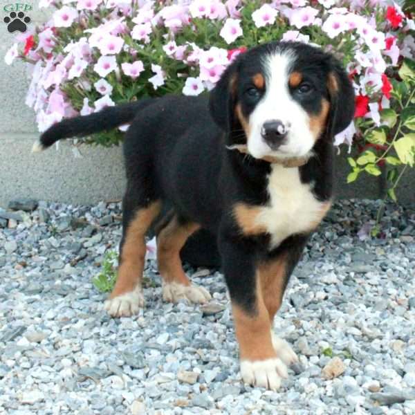 Prince, Greater Swiss Mountain Dog Puppy