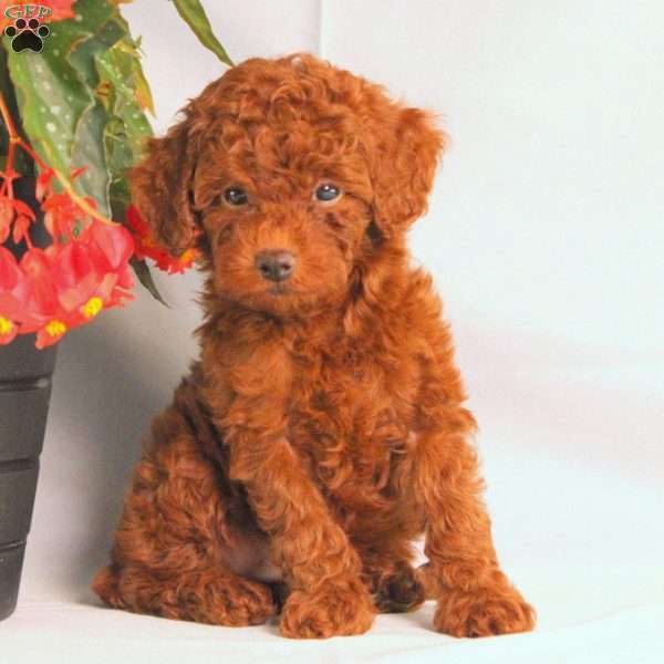 Prince, Toy Poodle Puppy