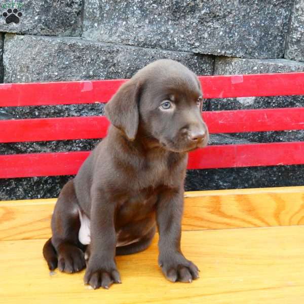 Prince, Chocolate Labrador Retriever Puppy