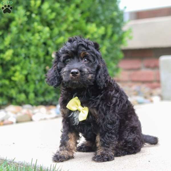 Prince, Cockapoo Puppy