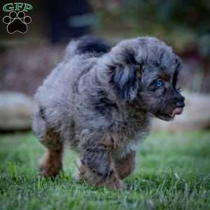 Princess, Cavapoo Puppy