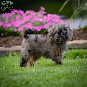 Princess, Cavapoo Puppy