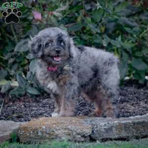 Princess, Cavapoo Puppy