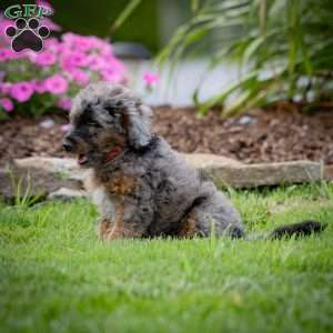 Princess, Cavapoo Puppy