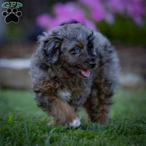 Princess, Cavapoo Puppy