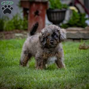 Princess, Cavapoo Puppy