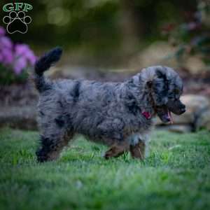 Princess, Cavapoo Puppy