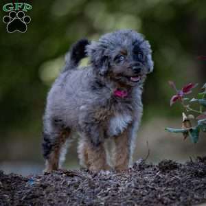 Princess, Cavapoo Puppy