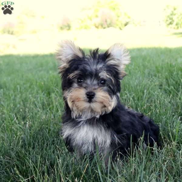 Princess, Morkie / Yorktese Puppy