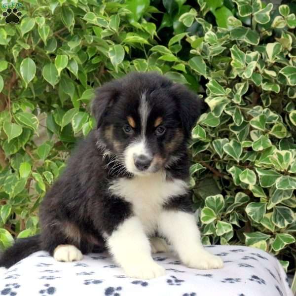 Prism, Australian Shepherd Puppy