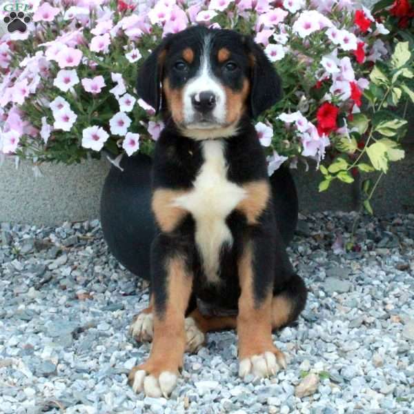 Puck, Greater Swiss Mountain Dog Puppy