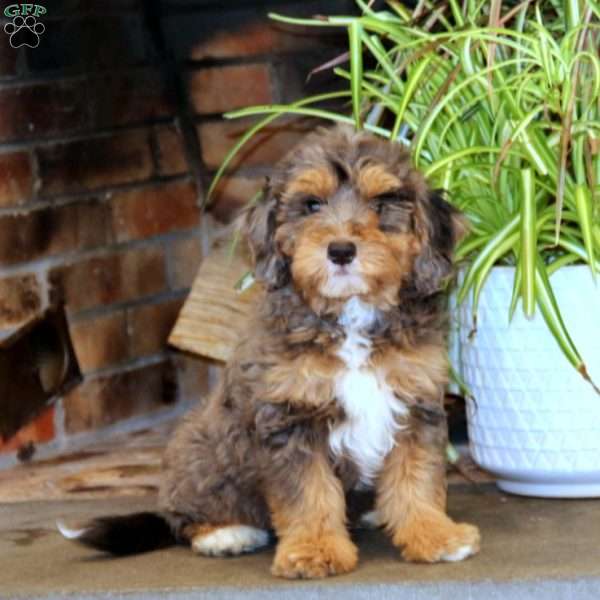 Puddles, Mini Bernedoodle Puppy