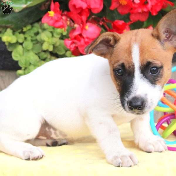 Puff, Jack Russell Terrier Puppy