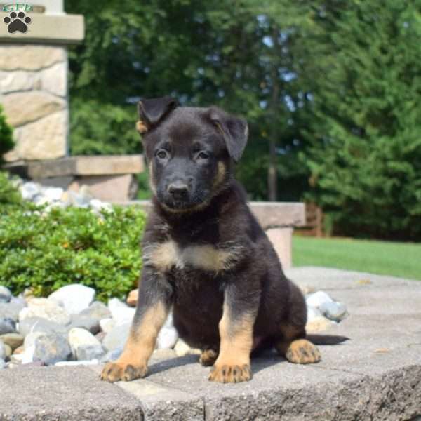 Puma, German Shepherd Puppy