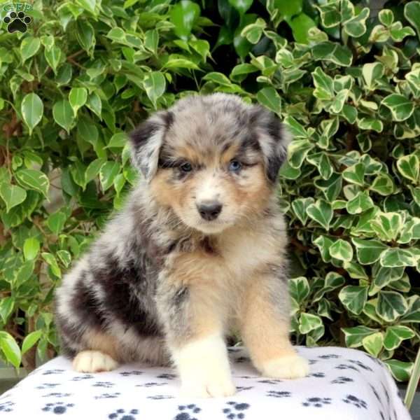 Pyro, Australian Shepherd Puppy