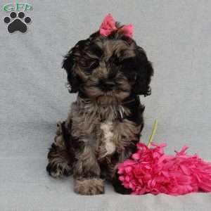 Cockapoo Puppies for Sale - Greenfield Puppies