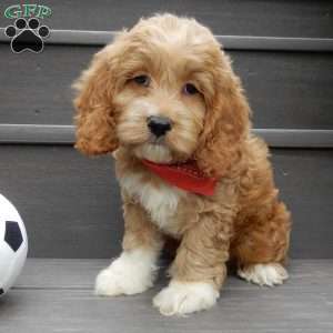 Cockapoo Puppies for Sale - Greenfield Puppies