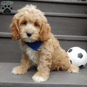 Cockapoo Puppies for Sale - Greenfield Puppies