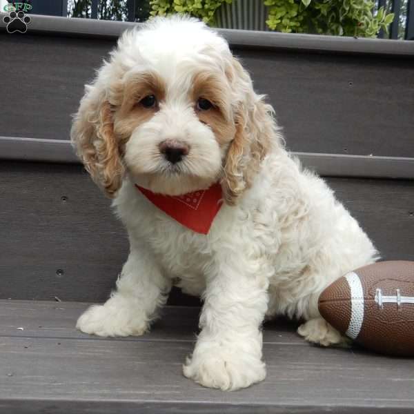 Ricco, Cockapoo Puppy