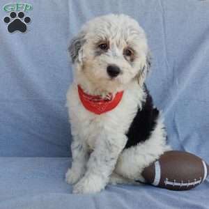 Tommy (medium), Sheepadoodle Puppy