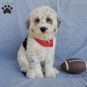 Tommy (medium), Sheepadoodle Puppy