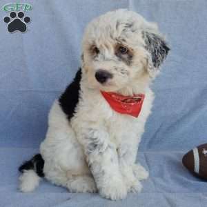 Tommy (medium), Sheepadoodle Puppy