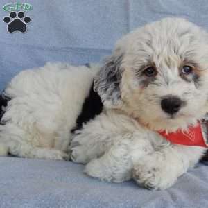 Tommy (medium), Sheepadoodle Puppy