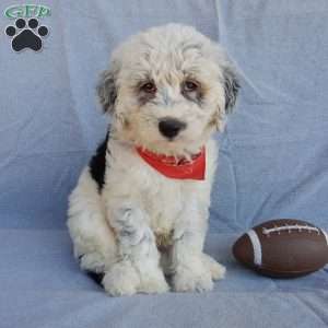 Tommy (medium), Sheepadoodle Puppy