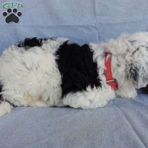 Tommy (medium), Sheepadoodle Puppy