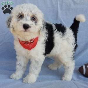 Tommy (medium), Sheepadoodle Puppy