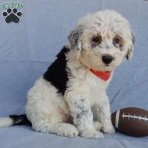 Tommy (medium), Sheepadoodle Puppy