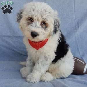 Tommy (medium), Sheepadoodle Puppy