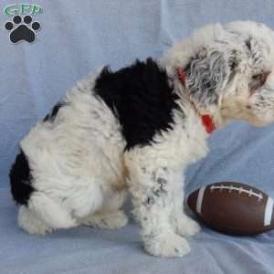 Tommy (medium), Sheepadoodle Puppy