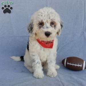 Tommy (medium), Sheepadoodle Puppy