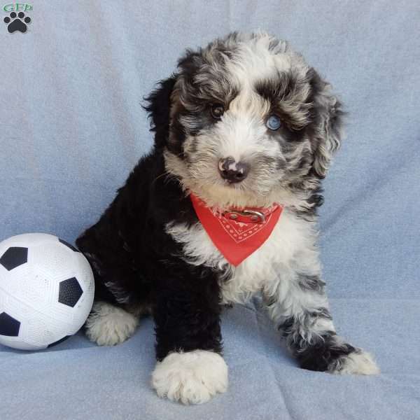 Toby (medium), Sheepadoodle Puppy