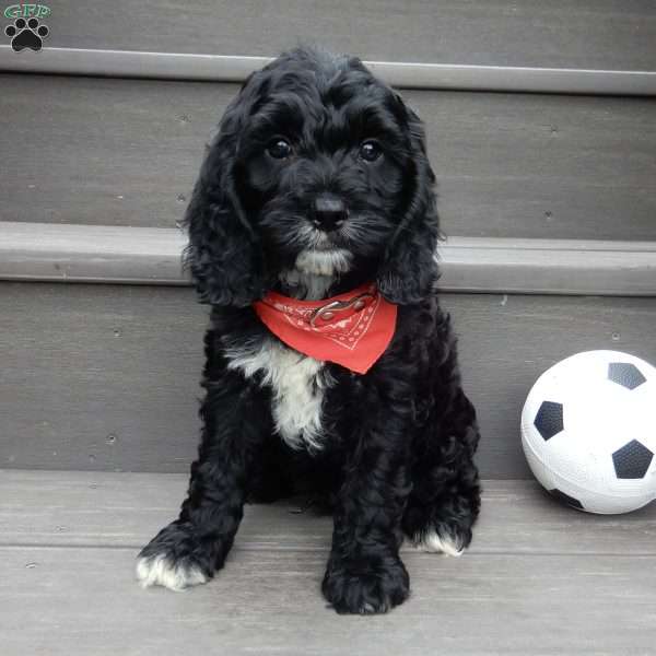 Smokey, Cockapoo Puppy