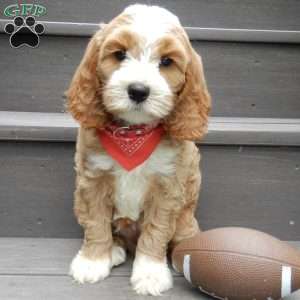 Cockapoo Puppies for Sale - Greenfield Puppies