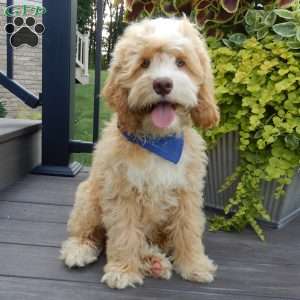 Cockapoo Puppies for Sale - Greenfield Puppies